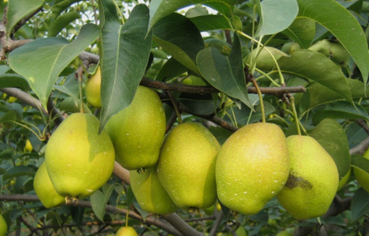 庫爾(ěr)勒香梨圖 庫爾勒香梨圖片-聯(lián)傑新聞資訊--廣州聯傑知識(shí)產權(quán)代理有(yǒu)限公司