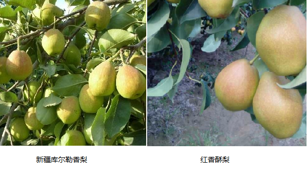 庫爾勒香梨與紅香酥梨對比圖 庫爾勒香梨真假-新聞資訊-聯傑知識產權代理有限公司